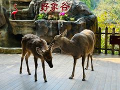-野象谷景区