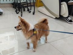 -北京观赏动物医院·24小时大型综合·猫专科·异宠专科