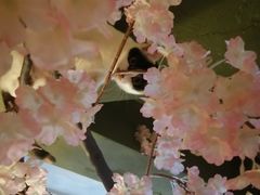 -猫猫幼稚园·撸猫·桌游·电玩