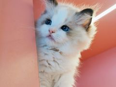 -麒麟缅因猫舍·十五年缅因猫选购中心