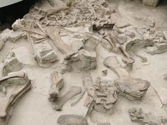 -自贡恐龙博物馆