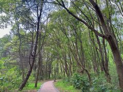 -昆山城市生态森林公园