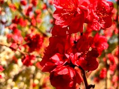 -南汇桃花村