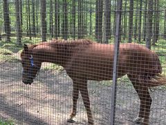 -黄海国家森林公园