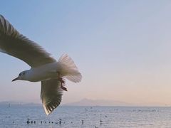 -深圳湾公园(南山区)