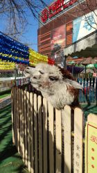 -萌宠亲子动物乐园(槐房万达店)