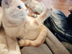 -Meowの猫咖(万家丽店)