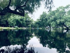 -上海共青森林公园