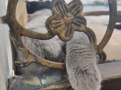 -猫小院猫主题咖啡厅(北锣店)