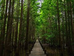 -桤木河湿地公园