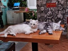 -猫小院猫主题餐厅(三里屯店)