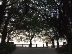 -大湾区中央湿地公园