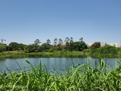 -坪山湿地公园