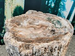 -延庆地质公园博物馆