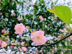 -铁山坪森林公园