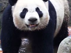 -都江堰中华大熊猫苑