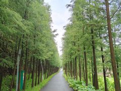 -美的鹭湖森林度假区