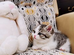 -momokira米努特·德文卷毛猫·棉花面纱犬