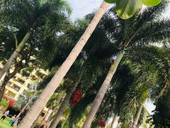 -三亚亚龙湾天域度假酒店