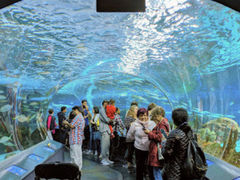 -瑞普利水族馆