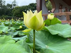-广州莲花山旅游区
