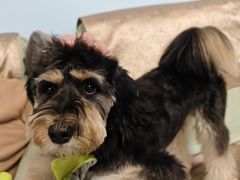 -宠福鑫康馨动物医院·骨科·眼科