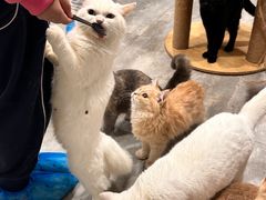 -楼上猫咖(罗湖店)