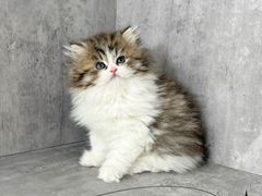 -小猫来了·猫舍(红山六九七九店)