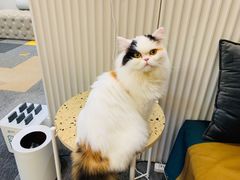 -米宠家·撸猫猫咖小萌宠·猫咪洗澡·猫咪寄养(高新大都荟店)