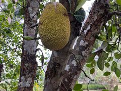 -中国科学院西双版纳热带植物园