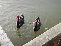 -成都南湖公园