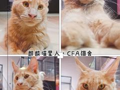 -70cat德文卷毛猫·缅因猫纯种猫舍