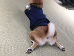 -逗柴咖啡屋·狗咖猫咖宠物桌游