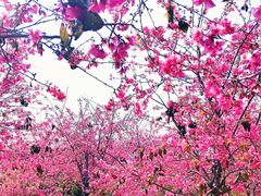 -天适樱花悠乐园