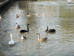 -溱湖国家湿地公园