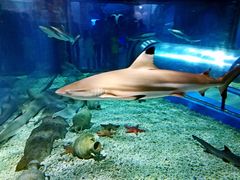 -福州罗源湾海洋世界旅游区