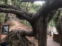 -青芝山风景名胜区