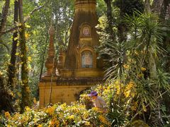 -莫里热带雨林景区