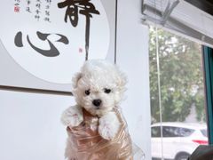 -翊宠yipet猫狗购宠庄园