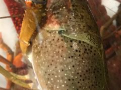 -泓泽虾乡(南汇店)