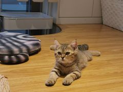 -啵啵喵·猫咖(攀华国际店)