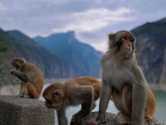 -白帝城·瞿塘峡景区