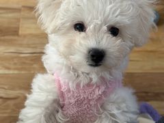 -翊宠yipet猫狗购宠庄园犬舍•猫舍