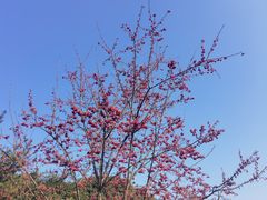 -南山植物园