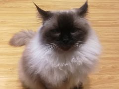 -啵啵喵·猫咖(攀华国际店)