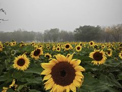 -汉长安城未央宫国家考古遗址公园