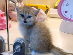 -momokira米努特·德文卷毛猫·棉花面纱犬