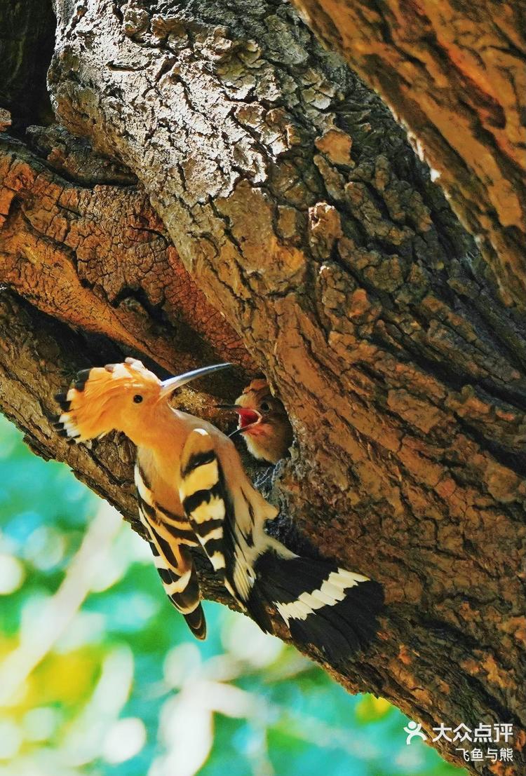 世上只有妈妈好戴胜鸟哺雏