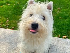 -翊宠yipet猫狗购宠庄园犬舍•猫舍