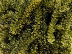 精美海葡萄-紫竹林素食(祖庙路店)